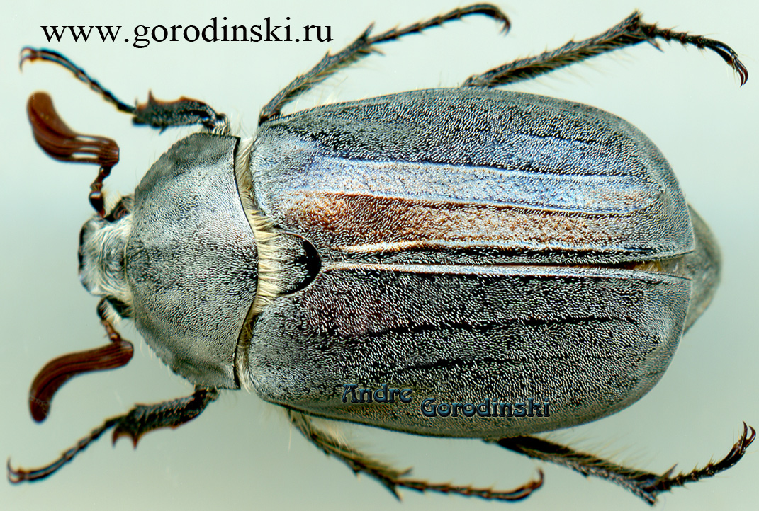 http://www.gorodinski.ru/scarabs/Melolontha medvedevi.jpg